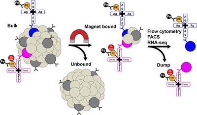 Techniques to Study Antigen-Specific B Cell Responses